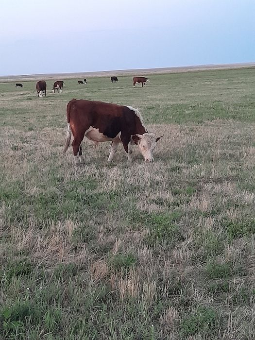 Ақбас бычок 2 бас