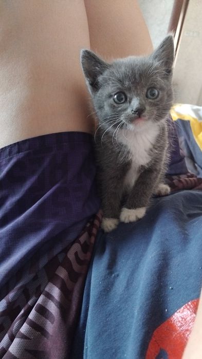 Отдам котёнка девочка