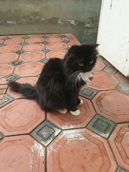 Zotdor mushuk sotiladi