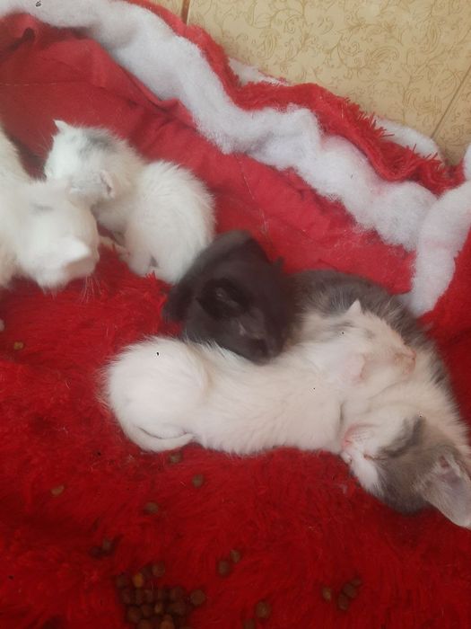 Болажонла уз уйини кидирмокда