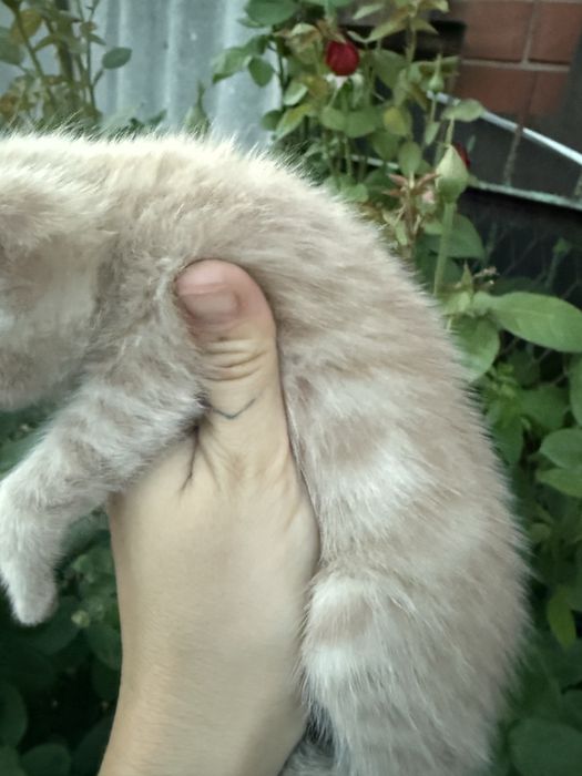 Отдам котят в добрые и  руки.