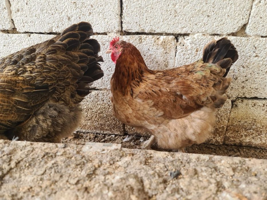 Инкубационные яйца полубрама