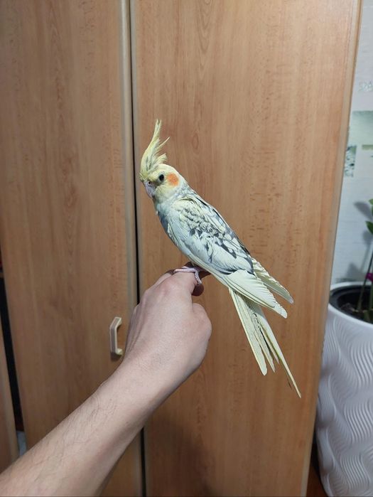 Корелы ручные большой клеткой