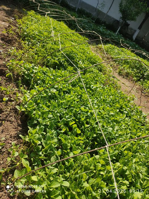 Ko'chathoi pamidor balgar boyimjon rayhon qalamfur