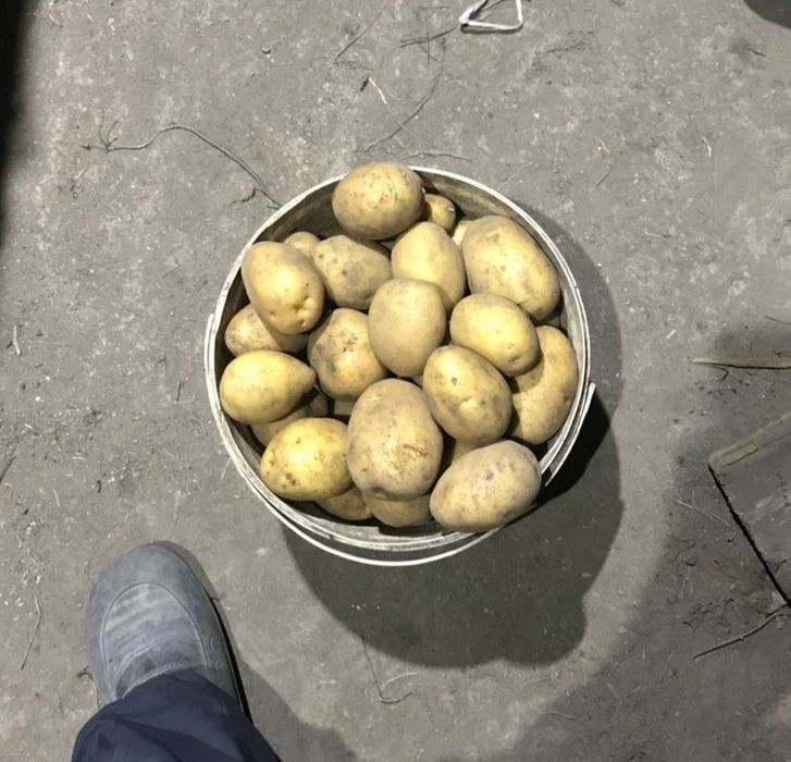 Домашний картофель