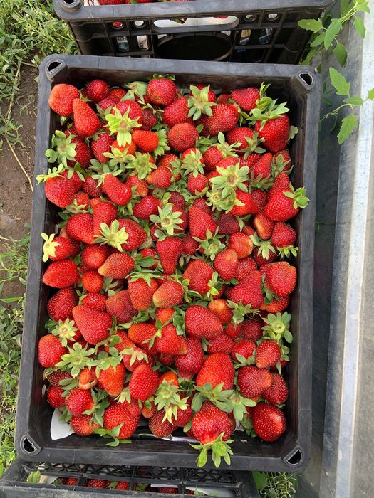 Продам рассаду клубники