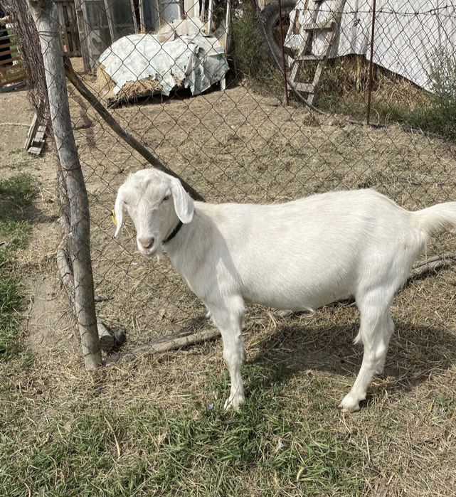 Занен ешкі тез арада сатылады
