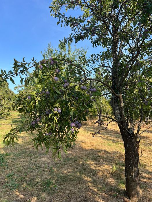 Vand prune pentru gem si țuică
