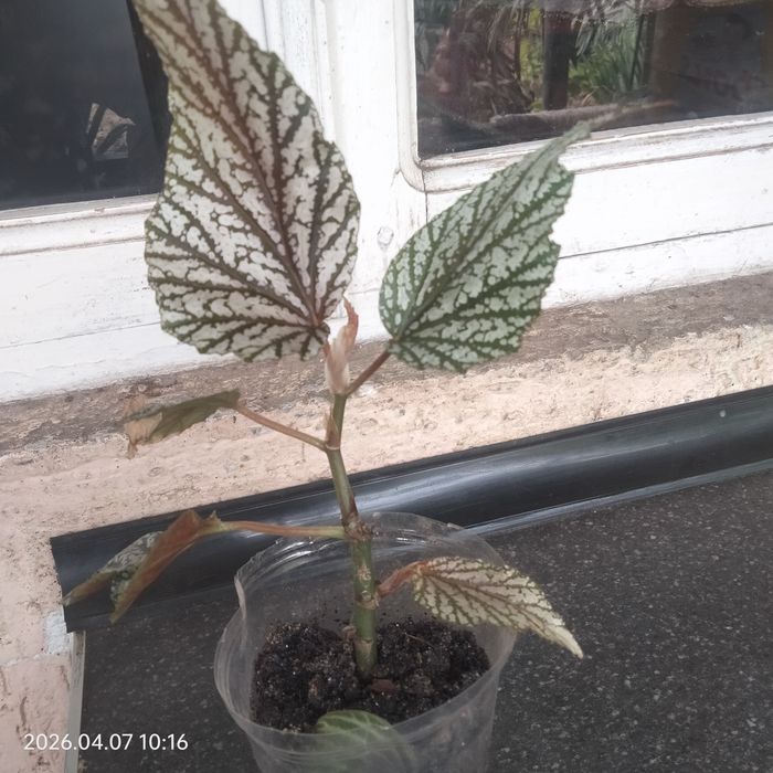 Бигоня сортовые о