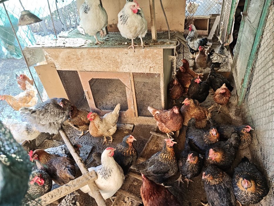 Пилета, кокошки, петли за продан! Цена от 25лв