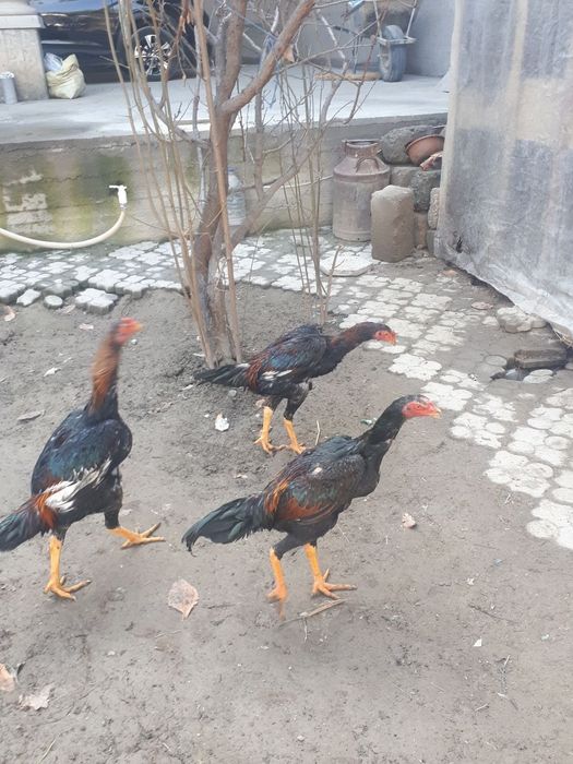 Dakan xurozlar sotiladi