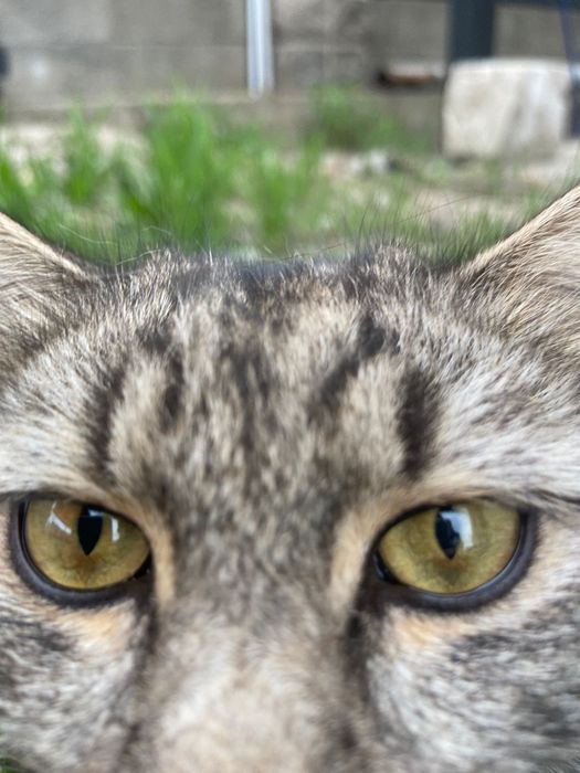 Кот-Крысолов мастер своего дела!