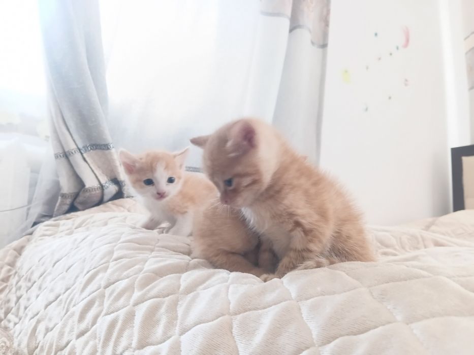 Отдам котят в хорошие руки