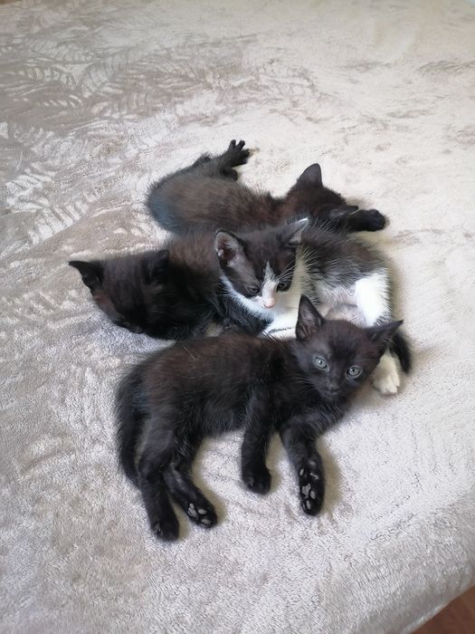 Pisici mici de donat
