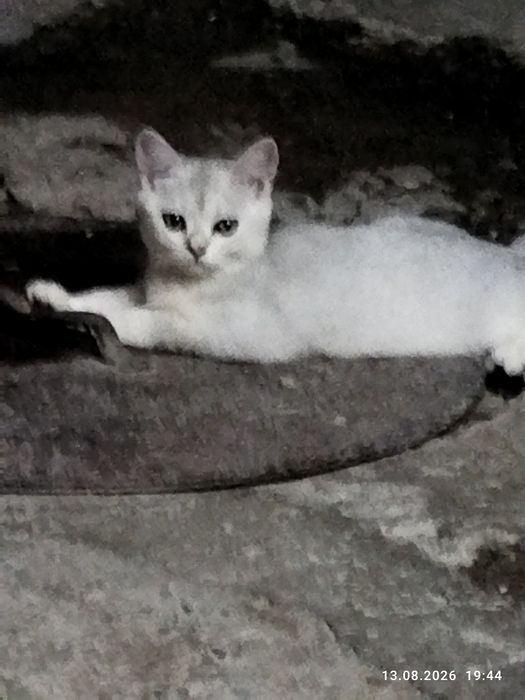 Продаются шотландские котята