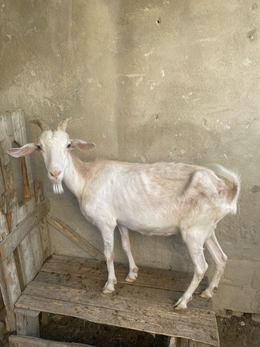 Алпи ешкі лағымен бірге сатлады