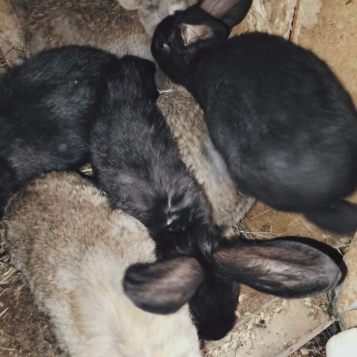 Продам кроликов разных возвростов