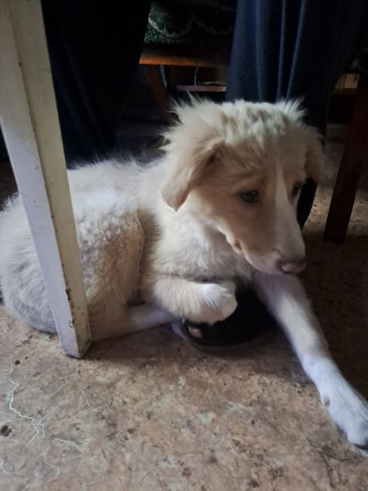 Полугодовалые девочки,дворняжки