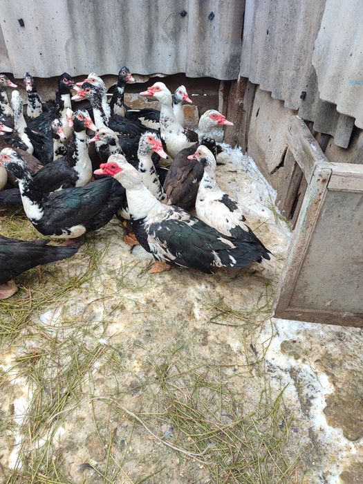 Индоутки. Индоутки