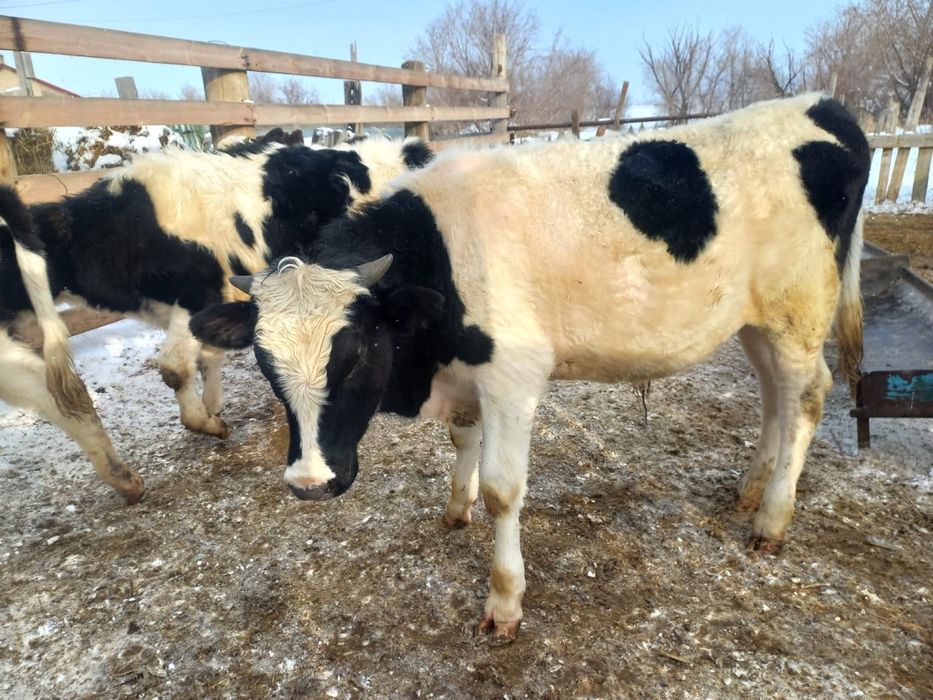 Продается племенной бычок