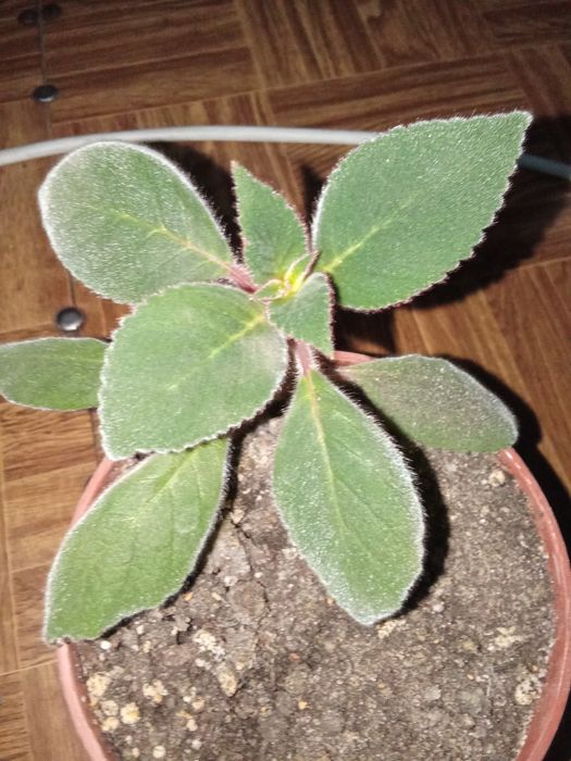 Разные Цветы Домашние.