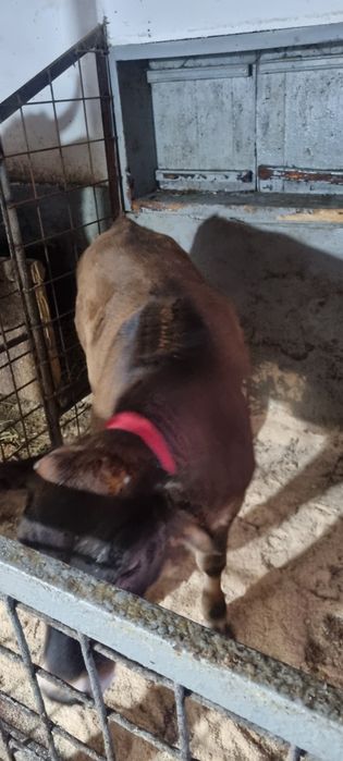 Vând vacă  ,la a patra fătare cu vițică sau separat mai multe detalii