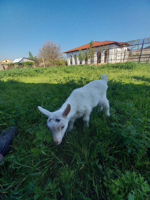 Ешкі, лақ, козы,