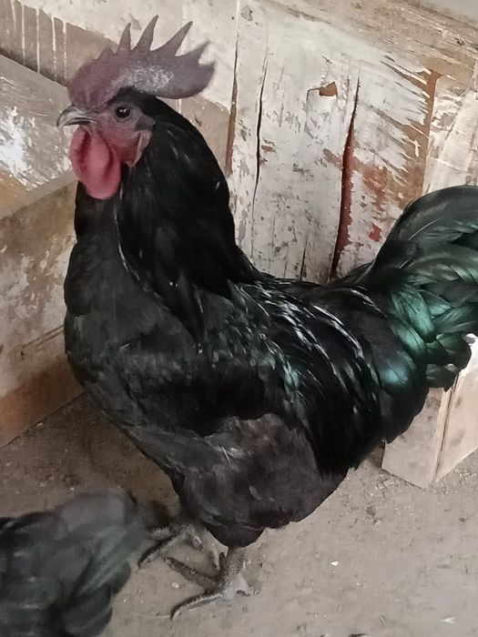 продам суточных цыплят