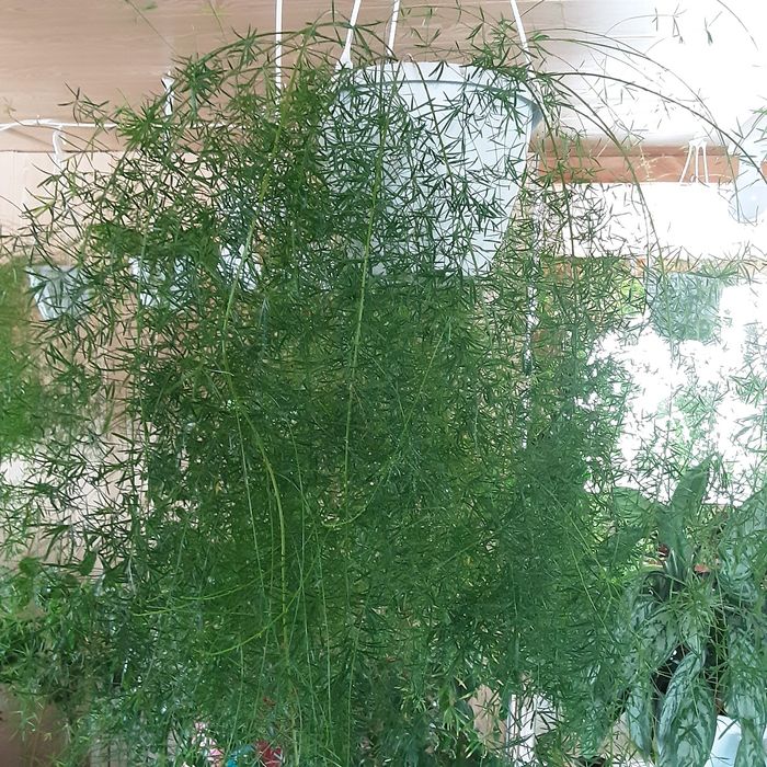 Продам Аспарагус