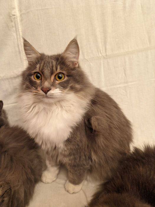 Кошка. Кот. Mushuk.