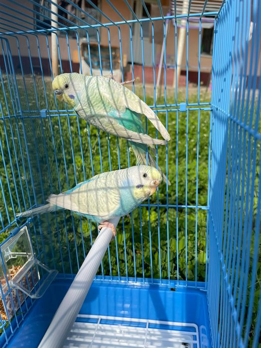 Продам пара попугай  комплект