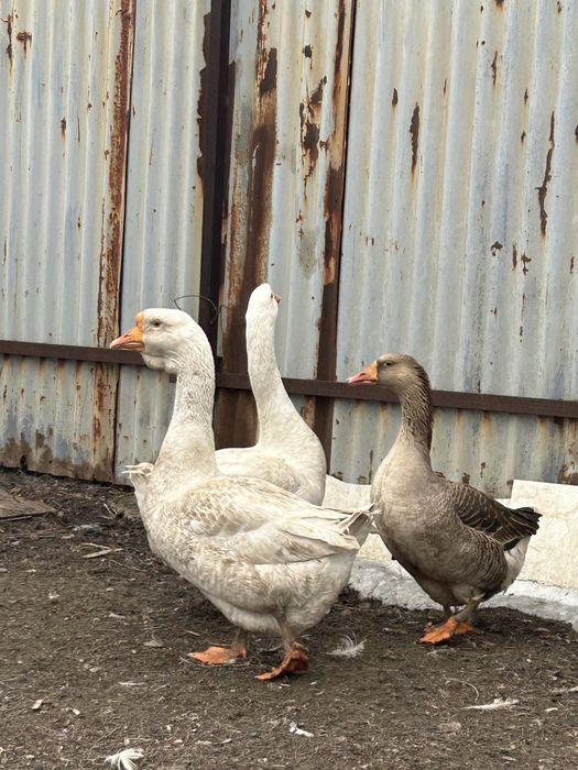 Срочно продам гусей