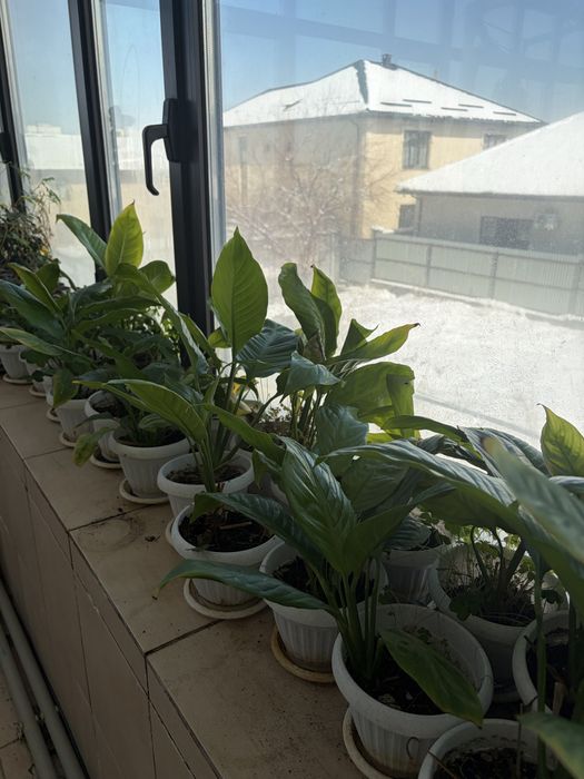 Цветы комнатные разные.