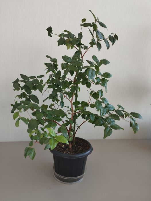 Комнатная вишня Евгения