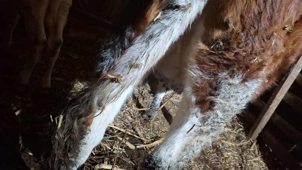 Vând 3 junici si o vaca