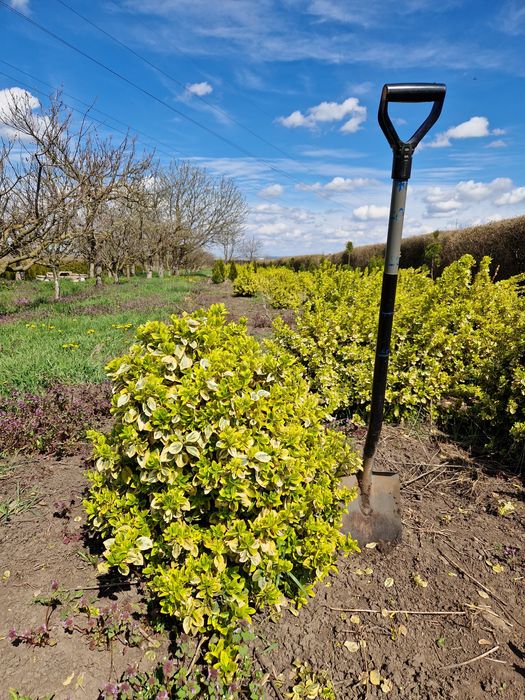 Ewonimus (plante ornamentale)