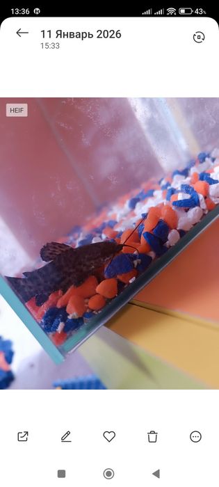 Аквариум с рыбкой