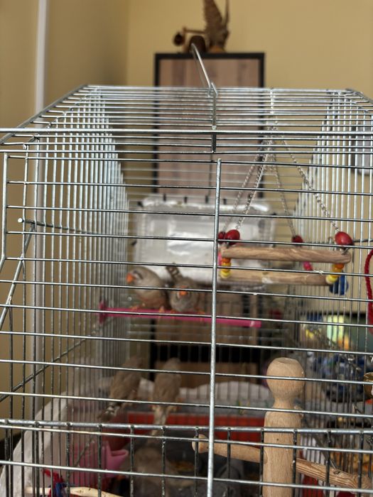 Продавам амадинки