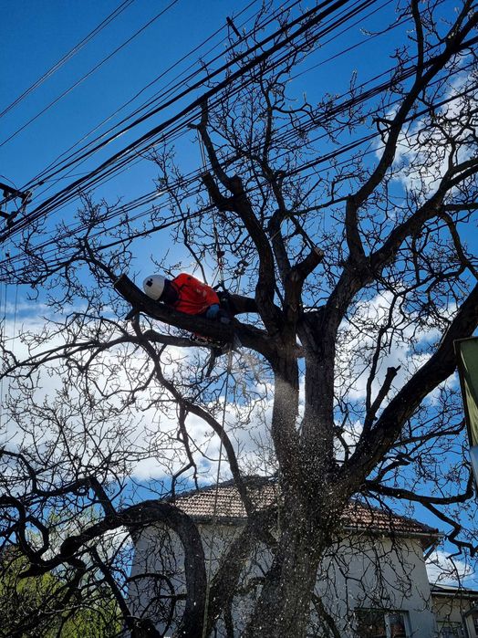 Toaletare Arbori / Taieri Copaci - Firma Certificat ISA– Hunedoara