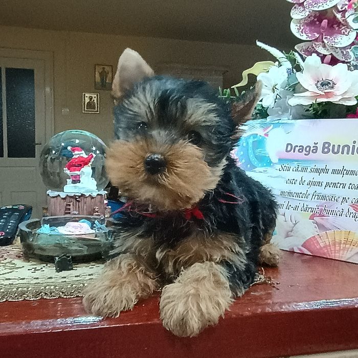 Fetiță Yorkshire Terrier Mini