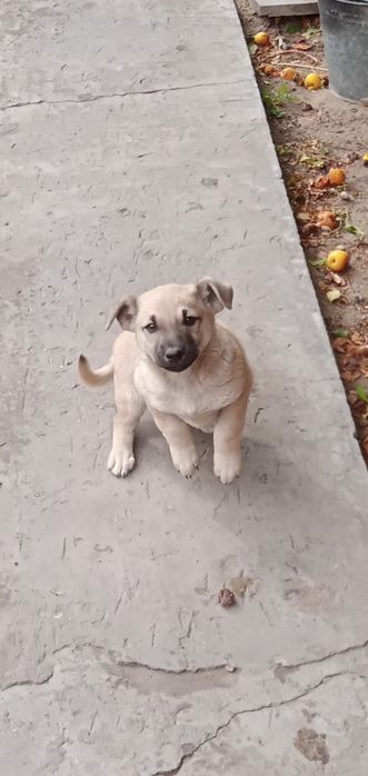 Отдам щенка, 2,5 месяца