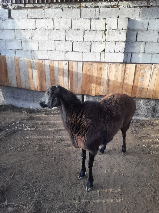 Қой сатылады. Жақсы жағдайы