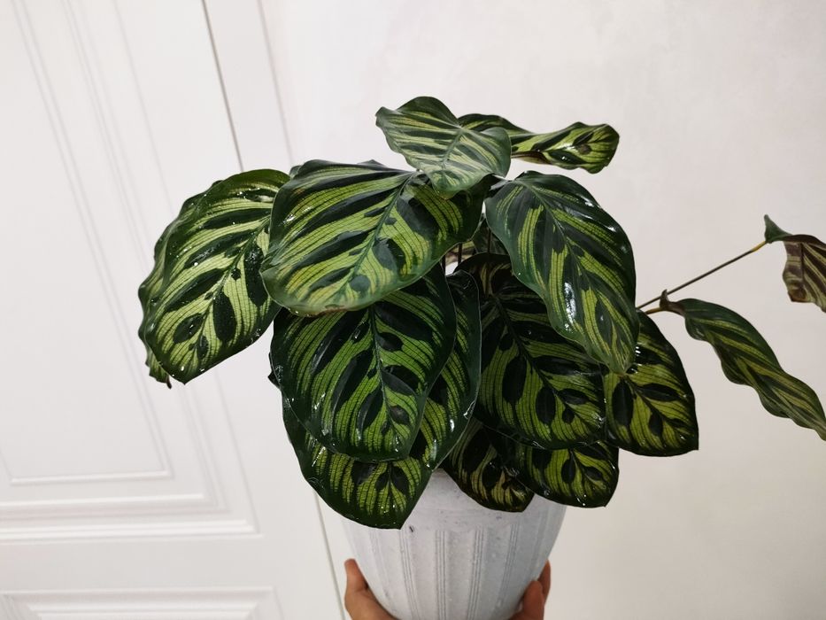 Комнатные цветы, доставка