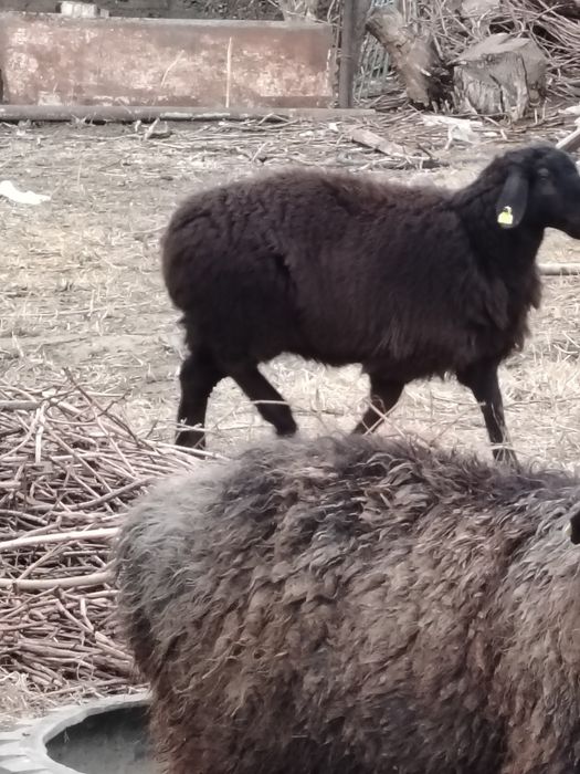 Қой және ешкі сатылады