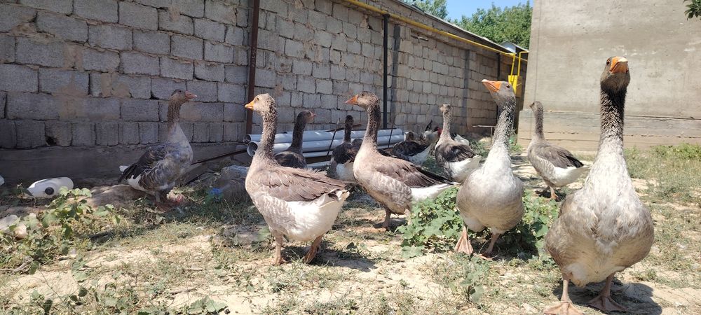 Гусь гигант продам багасы