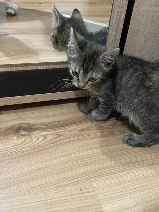 Pisicuță pentru adopție
