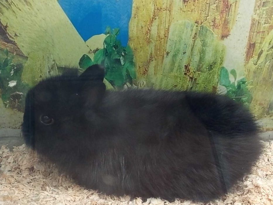 Декоративни зайчета клепоухи и правоухи