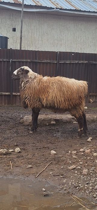 Тоқты қошқар    сатылады