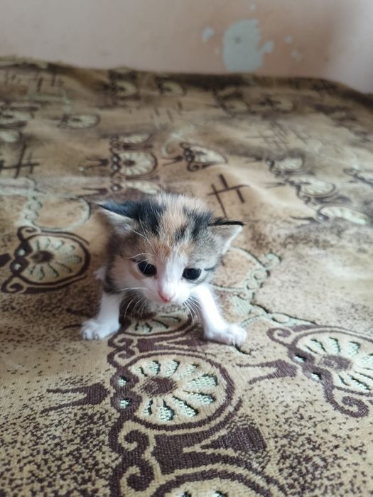 Ласковые котята ищут дом