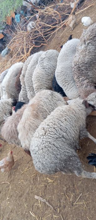 Бараны с ягнятами